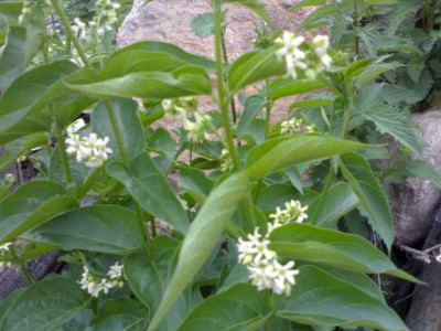 K640_25052009684.JPG
