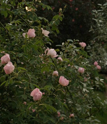 rosa_jundzilii_mit_rosa_glauca_im_hintergrund_2009-05.jpg