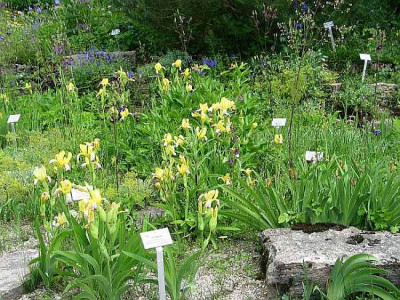 Bot-iris-variegata.jpg