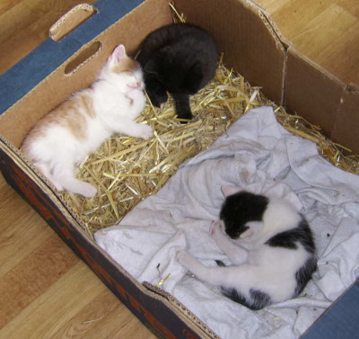 katzennachwuchs.jpg