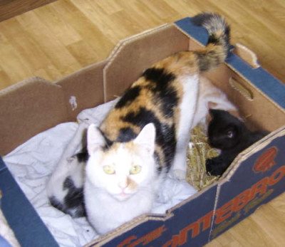 katzennachwuchs1.jpg