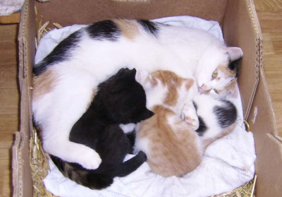 katzennachwuchs2.jpg