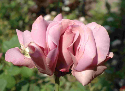 A9436a.JPG