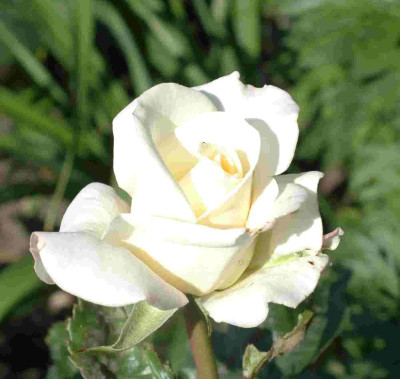 A9438a.JPG