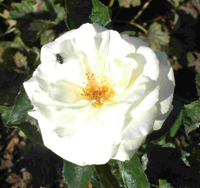 A9439a.JPG