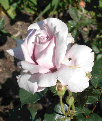 A9440a.JPG