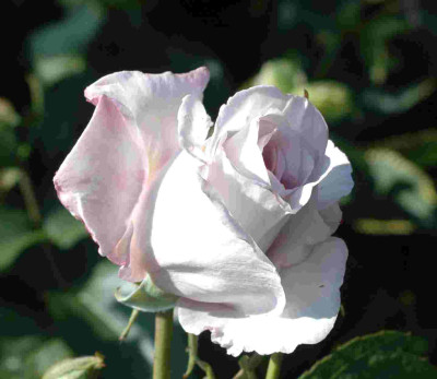 A9446a.JPG