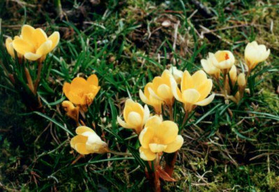 Crocuswiese_2_2001.jpg