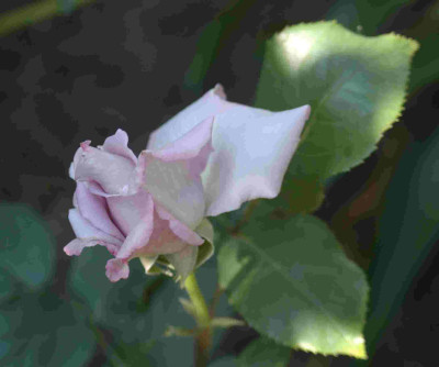 A9444a.JPG