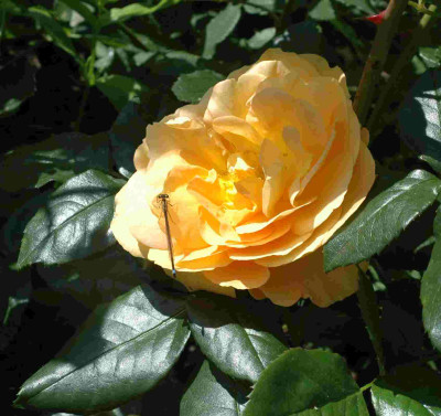 A9456a.JPG