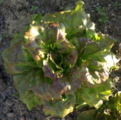 P5314862a.jpg