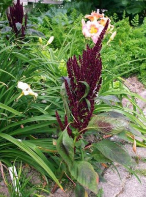 Fuchsschwanz001.jpg