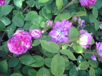 PICT2843-1.JPG