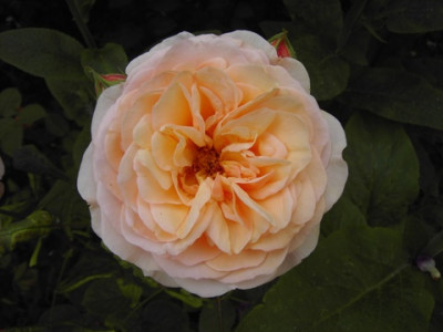 PICT2852-1.JPG