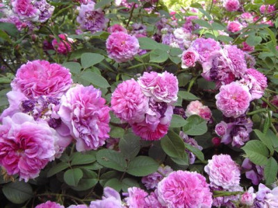 PICT2854-1.JPG