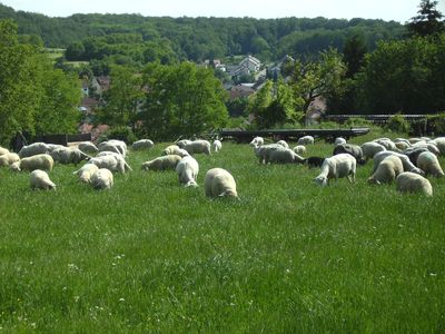 aufderweide.jpg