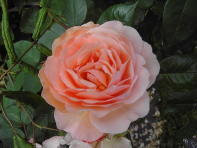 PICT2841-2.JPG