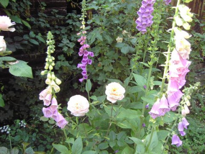 PICT2849-1.JPG