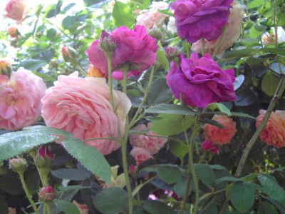 PICT2844.JPG