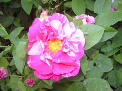 PICT2834-1.JPG
