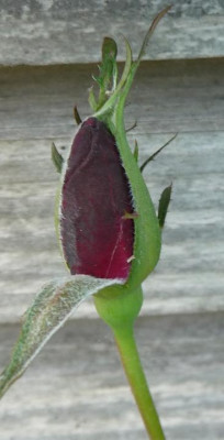 BurgundyVelvet_05_09_nah03.jpg