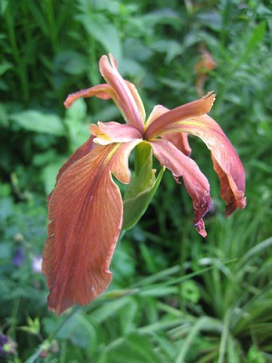 Iris_fulva_52351_r13.jpg