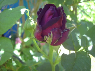 PICT2737.JPG