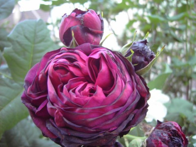 PICT2762.JPG