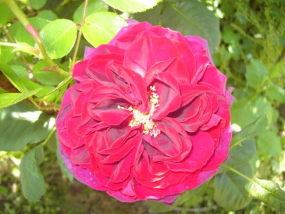 PICT2734.JPG