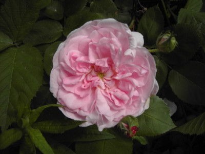 PICT2794.JPG