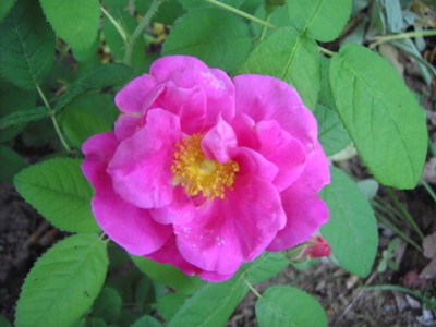 PICT2787.JPG