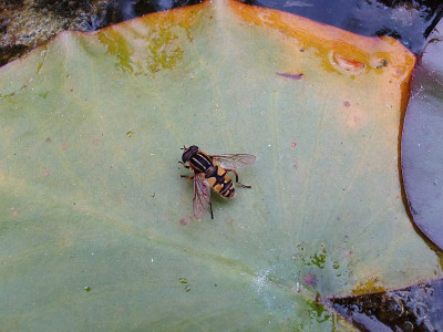 schwebfliege2009_zg.jpg