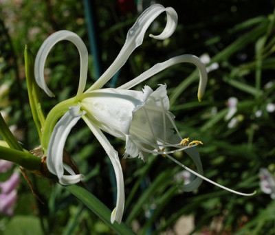 Lilie_0010__49553.jpg