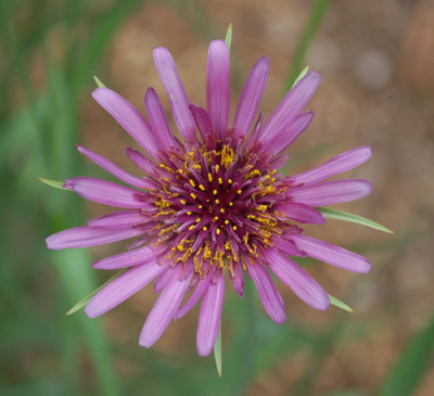 Tragopogon_porrifolius_0010___H_48399.jpg