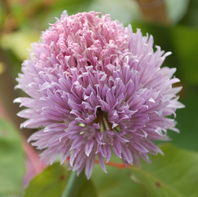 Allium_schoeneprasum_0010__48944.jpg