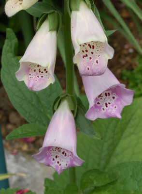 Digitalis_grandiflora_0010__49497.jpg