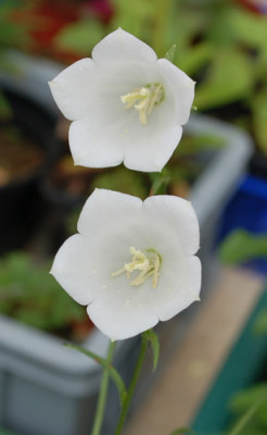 Campanula_persicifolia_alba_0010__49104.jpg