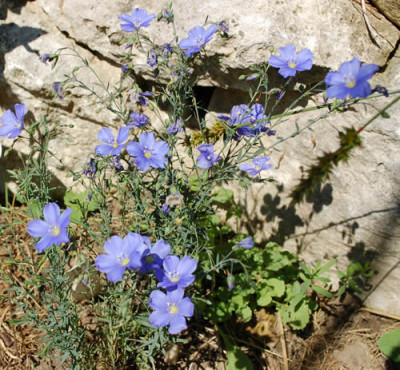 Linum_perenne_0010__49568.jpg