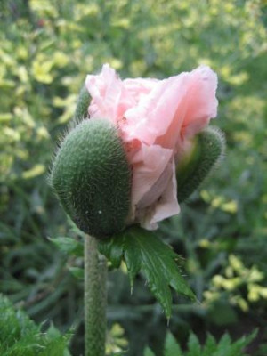 mohn_mai_09_079.jpg