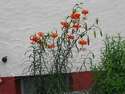 lilium_davidii-axel1.jpg
