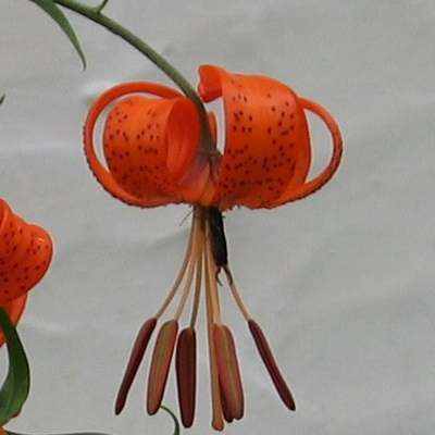 lilium_davidii_var_willmottiae_axel.jpg