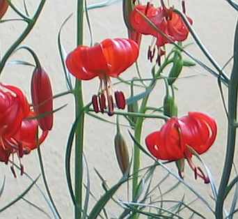 l.pumilum-axel_Blute_seitlich.jpg