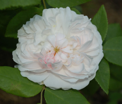 Celina_Dubos__S_49937_95.jpg