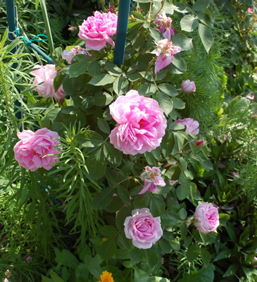 Cornet__R_49854_86.jpg