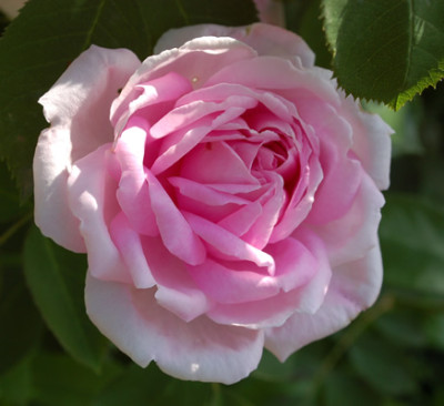 Cornet__R_49851_95.jpg