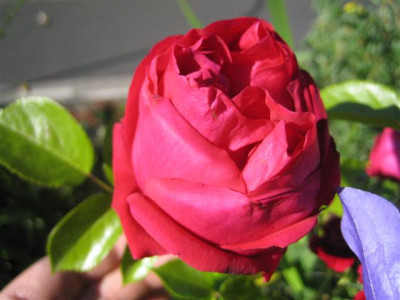IMG_4949_Small.JPG