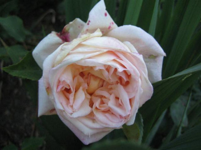 IMG_4945_Small.JPG