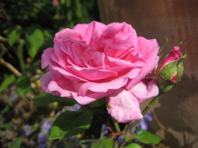 lily_mertschersky2_09_Small.JPG