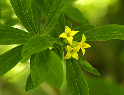 Daphne_giraldii.jpg