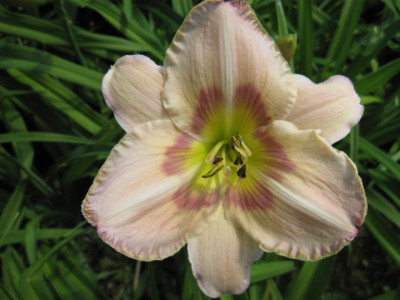 GT06-KR23.5_Moonlit_Masquerade_X_White_Pansy_07611.jpg